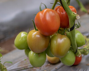 Producción de tomates verdes y rojos bajo invernadero