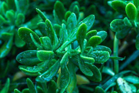 hojas verdes, , hojas, naturaleza, alimento, huerta, hojas, hierba, primavera, verduras, campa, flor, fresco, berro, agricultura, &aacute;rbol, aumento, verde, especia, organica, verano, ensalada, close-up, 