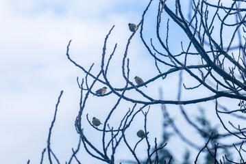 árbol, naturaleza, hojas, hojas, primavera, sucursal, bosque, cielo, fábrica, flor, verano, sol, follaje, huerta, sucursal, alumbrado, azul, florecer, aumento, blanco, luz solar, árbol, color, verde, 