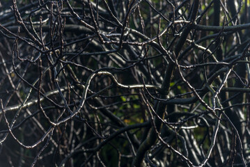 árbol, naturaleza, hojas, hojas, primavera, sucursal, bosque, cielo, fábrica, flor, verano, sol, follaje, huerta, sucursal, alumbrado, azul, florecer, aumento, blanco, luz solar, árbol, color, verde, 
