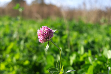 Purple flower against green background 