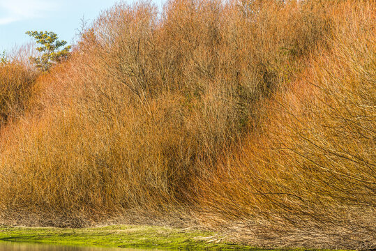 oto&ntilde;al, cielo, paisaje, &aacute;rbol, naturaleza, c&eacute;sped, bosque, campa, &aacute;rbol, caer, verde, azul, dehesa, amarilla, nube, campesina, carretera, verano, hermoso, madera, ciclos, escena, hojas, primavera, hoj