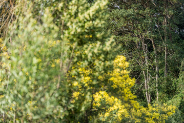 árbol, naturaleza, hojas, hojas, primavera, sucursal, bosque, cielo, fábrica, flor, verano, sol, follaje, huerta, sucursal, alumbrado, azul, florecer, aumento, blanco, luz solar, árbol, color, verde, 