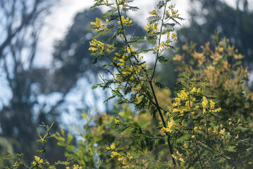 árbol, naturaleza, hojas, hojas, primavera, sucursal, bosque, cielo, fábrica, flor, verano, sol, follaje, huerta, sucursal, alumbrado, azul, florecer, aumento, blanco, luz solar, árbol, color, verde, 