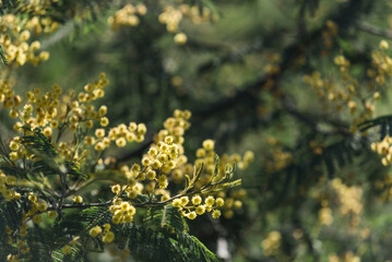 flor de  aromo, flor amarilla, flor, naturaleza, fábrica, primavera, amarilla, flor, florecer, verano, huerta, campa, florecer, árbol, macro, flora, close-up, dehesa, hojas, ciclos, floración, césped,