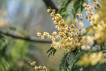 flor de  aromo, flor amarilla, flor, naturaleza, fábrica, primavera, amarilla, flor, florecer, verano, huerta, campa, florecer, árbol, macro, flora, close-up, dehesa, hojas, ciclos, floración, césped,
