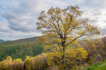 Fototapeta na wymiar Trees Showing Their Spring Colors in Shenandoah National Park Virginia USA, Virginia