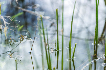 , naturaleza, de invierno, nieve, sucursal, fábrica, catarro, acuático, cielo, césped, hielo, sucursal, primavera, blanco, azul, lago, ciclos, río, ave, verde, verano, hojas, árbol, escarcha, otoñal