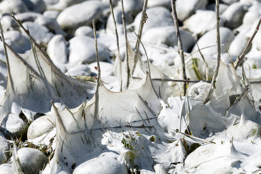 de invierno, nieve, catarro, naturaleza, hielo, &aacute;rbol, escarcha, blanco, sucursal, ciclos, paisaje, bosque, congelada, acu&aacute;tico, f&aacute;brica, r&iacute;o, arroyo, congelaci&oacute;n, azul, &aacute;rbol, cielo, nevado, navida, 