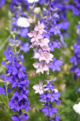 Striking Delphinium with Pink and Purple Flowers Blooming