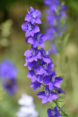 Striking Flowering Purple Larkspur Flower in a Garden