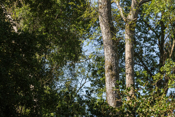árbol, naturaleza, hojas, hojas, primavera, sucursal, bosque, cielo, fábrica, flor, verano, sol, follaje, huerta, sucursal, alumbrado, azul, florecer, aumento, blanco, luz solar, árbol, color, verde, 