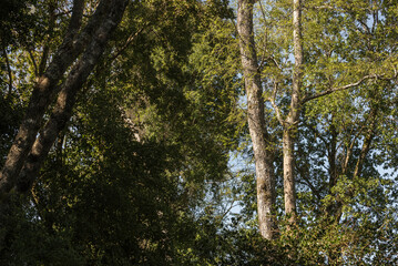 árbol, naturaleza, hojas, hojas, primavera, sucursal, bosque, cielo, fábrica, flor, verano, sol, follaje, huerta, sucursal, alumbrado, azul, florecer, aumento, blanco, luz solar, árbol, color, verde, 