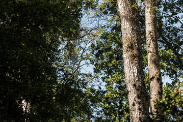 árbol, naturaleza, hojas, hojas, primavera, sucursal, bosque, cielo, fábrica, flor, verano, sol, follaje, huerta, sucursal, alumbrado, azul, florecer, aumento, blanco, luz solar, árbol, color, verde, 