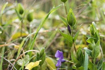 flor  azul, flor silvestre, azul, naturaleza, fábrica, hojas, árbol, hojas, primavera, huerta,...