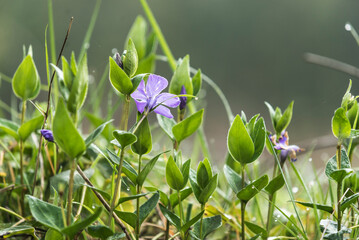 flor  azul, flor silvestre, azul, naturaleza, fábrica, hojas, árbol, hojas, primavera, huerta, verano, bosque, flor, acuático, sucursal, follaje, color, arbusto, agricultura, aumento, llover, fresco, 