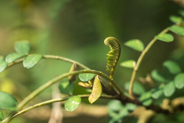 hojas verdes.  helecho, hojas, otoñal, hojas, naturaleza, árbol, fábrica, caer, follaje, amarilla, sucursal, bosque, rojo, ciclos, flora, color, arce, anaranjada, primavera, verano, close-up, brillant