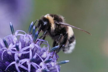 Closeup on a queen buff-tailed bumblebee, Bombus terrestris sitting on a blue Echinops thistle flower