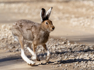 Mountain hare (Lepus timidus) on a forest road