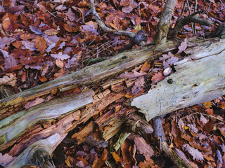 Feinste Details in Natur, Holz zersetzt sich, Waldboden und Laub