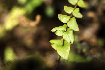 hojas verdes.  helecho, hojas, otoñal, hojas, naturaleza, árbol, fábrica, caer, follaje, amarilla, sucursal, bosque, rojo, ciclos, flora, color, arce, anaranjada, primavera, verano, close-up, brillant