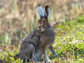 Naklejka na ściany i meble Mountain hare (Lepus timidus) on a forest road
