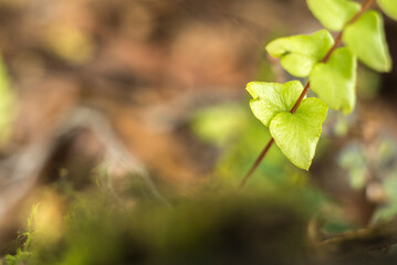 hojas verdes.  helecho, hojas, otoñal, hojas, naturaleza, árbol, fábrica, caer, follaje, amarilla, sucursal, bosque, rojo, ciclos, flora, color, arce, anaranjada, primavera, verano, close-up, brillant