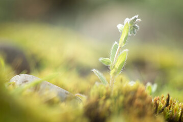 micro flores, mini naturaleza, naturaleza, fábrica, flor, primavera, flor, musgo, árbol, flora, césped, rojo, huerta, hojas, macro, verano, beldad, color, arbusto, azul, florecer, otoñal
