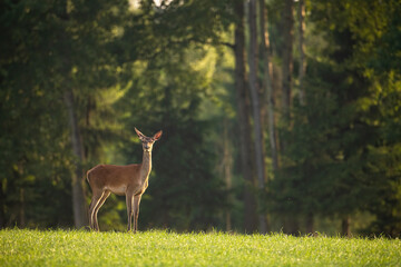 Red deer, cervus elaphus, standing on grass in front of forest in summer. Female mammal looking to the camera on meadow in summertime. Hind watching in woodland.