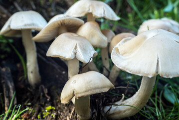 hongos, setas, naturaleza, musgo, fábrica, verde, árbol, bosque, liquen, gemas, flor, madera, macro, roca, con textura, acuático, fúngico, flora