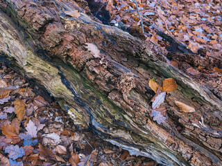 Feinste Details in Natur, Holz zersetzt sich, Waldboden und Laub