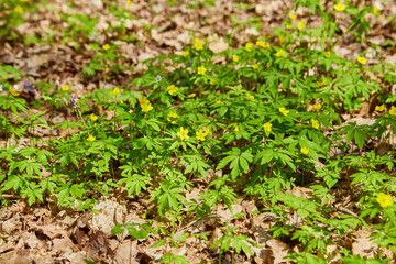Anemone nemorosa is an early-spring flowering plant in the genus Anemone in the family Ranunculaceae.