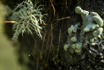 hongos, setas, naturaleza, musgo, fábrica, verde, árbol, bosque, liquen, gemas, flor, madera, macro, roca, con textura, acuático, fúngico, flora
