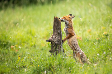 Red fox, vulpes vulpes, sniffing stump on meadow in summertime nature. Orange mammal standing upright on wildflowers in summer. Furry predator smelling tree on grassland.