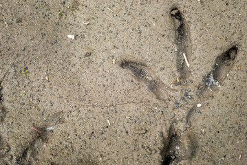huellas, huellas  en arena, arena, playa, huella, los pies, con textura, mar, estampados, huella, naturaleza, pista, localizar, verano, grada, acné, perro, costa, huella, los pies, arenoso, abstracta,