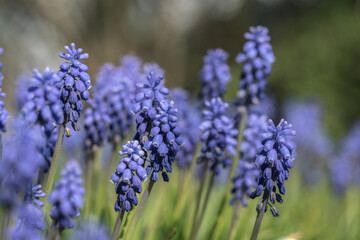 Ein Feld aus Muscari - Traubenhyacinthen - Bauernbübchen