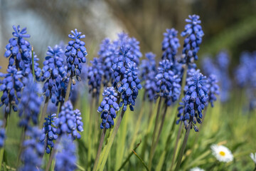 Ein Feld aus Muscari - Traubenhyacinthen - Bauernbübchen