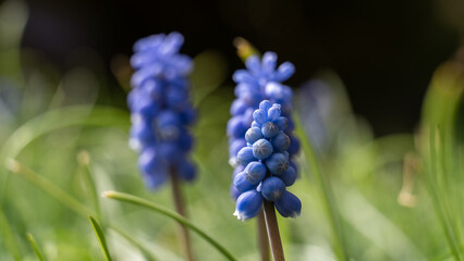 Nahaufnahme von Muscari - Traubenhyacinthen - Bauernb&uuml;bchen Bl&uuml;ten