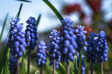 Ein Feld aus Muscari - Traubenhyacinthen - Bauernbübchen