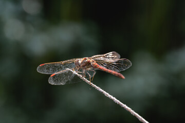 A macro of a Dragonfly on a branch