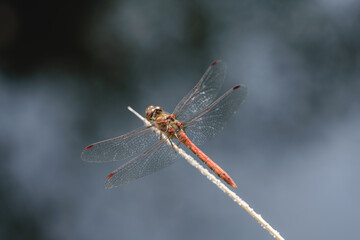A macro of a Dragonfly on a branch