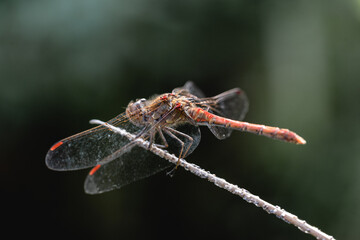 A macro of a Dragonfly on a branch