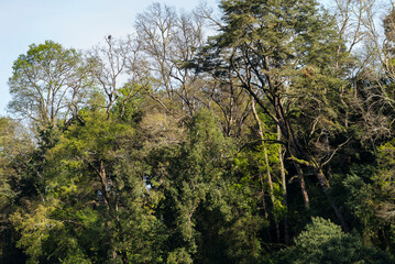 bosque, árbol, naturaleza, árbol, paisaje, cielo, verde, madera, montagna, hojas, verano, aparcar, montagna, impresiones, césped, ambiente, madera, primavera, fábrica, valle, languidecer, otoñal, cerr