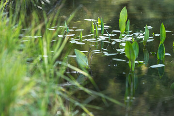 acuático, naturaleza, césped, verde, lago, fábrica, río, charcas, caña, verano, paisaje, primavera, pantano, nativo, hojas, ciclos, aparcar, beldad, ambiente, bosque, hermoso, humedal, ave, campa
