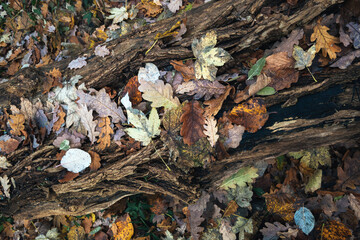 Feinste Details in Natur, Holz zersetzt sich, Waldboden und Laub