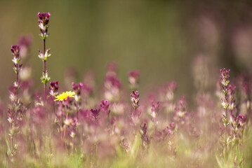 flor marron, flor  silvestre, flor, naturaleza, fábrica, verano, césped, campa, flor, primavera, dehesa, morada, florecer, diente de león, huerta, flora, rosa, florecer, beldad, inhospitalario, hojas,