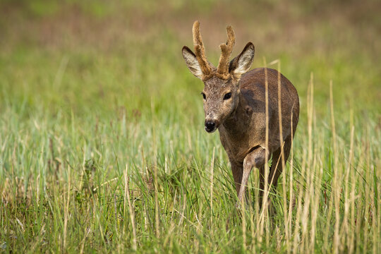 Roe deer, capreolus capreolus, with new antlers approaching on long grass. Brown buck coming closer on meadow in springtime. Roebuck walking on field.
