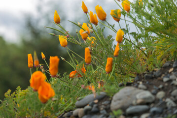 flor naranja, flor natural, flor, naturaleza, anaranjada, huerta, verano, primavera, f&aacute;brica, amarilla, campa, florecer, flor, flora, beldad, florecer, cal&eacute;ndula, dehesa, calendula, floral, color, c&eacute;s