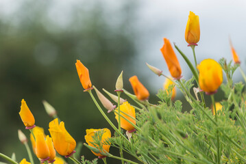 flor naranja, flor natural, flor, naturaleza, anaranjada, huerta, verano, primavera, f&aacute;brica, amarilla, campa, florecer, flor, flora, beldad, florecer, cal&eacute;ndula, dehesa, calendula, floral, color, c&eacute;s