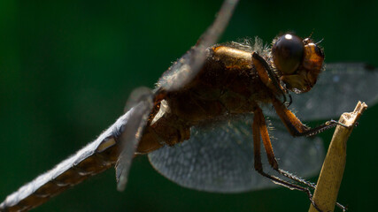A macro of a drafongly